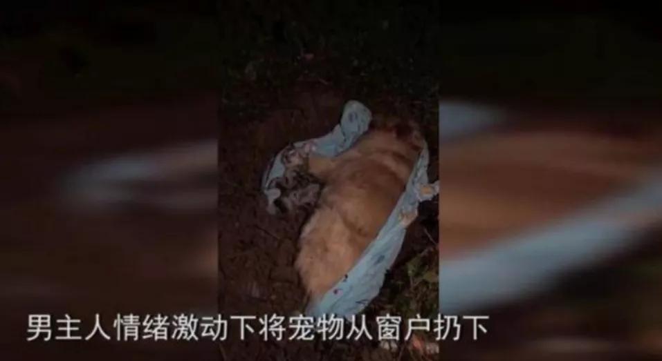 丢掉女朋友养了2年的猫,女朋友要求丢掉养了3年的猫