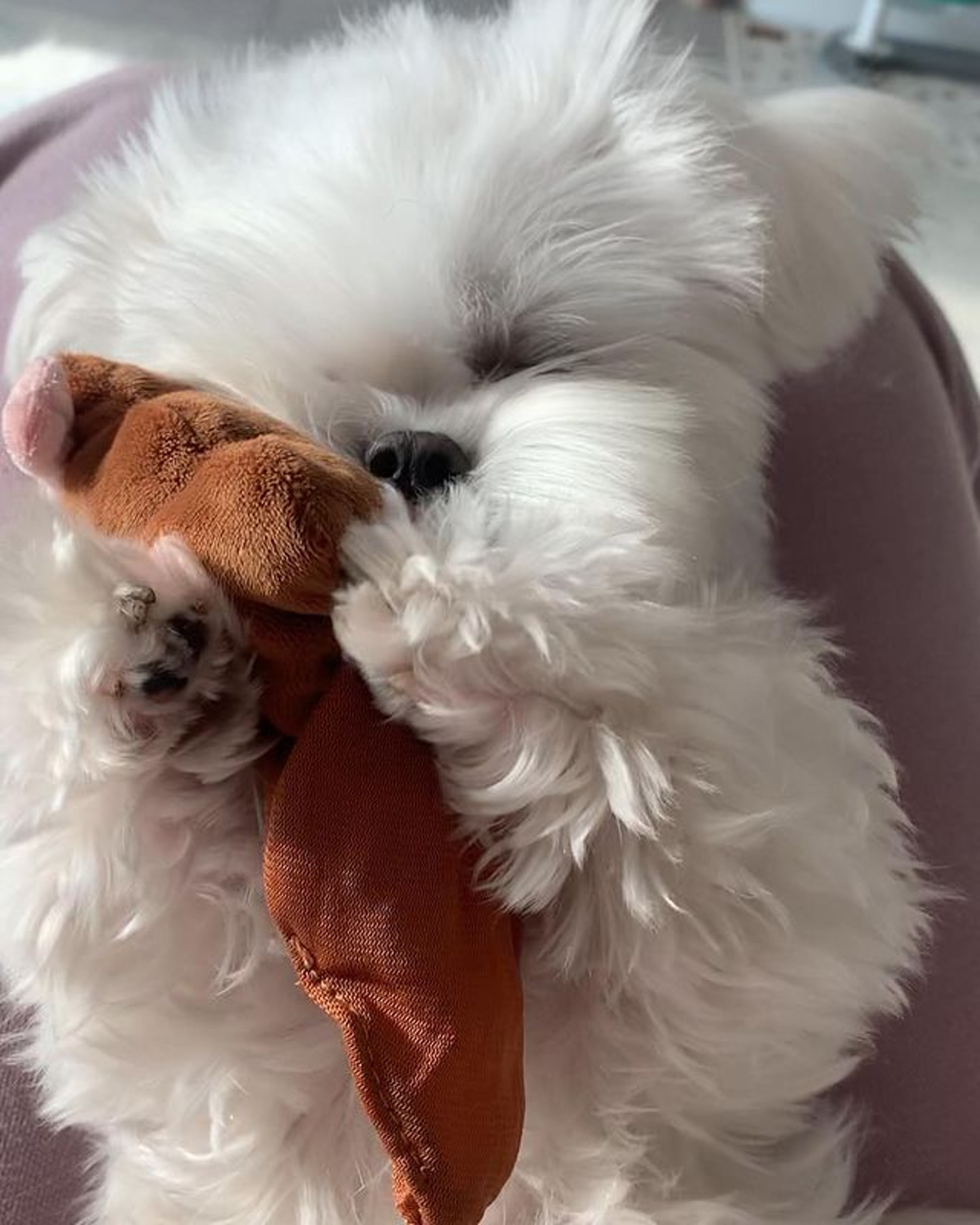 狗狗睡醒突然坐起来视频,狗狗睡醒兴奋突然昏倒