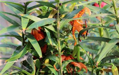 百合主要病虫害有哪些,百合病虫害管理