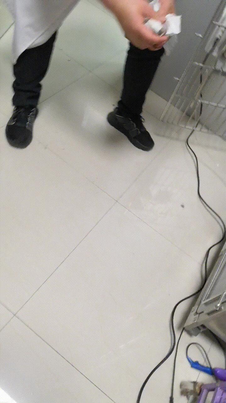 养猫经验杂谈论文摘要大全,养猫经验大分享