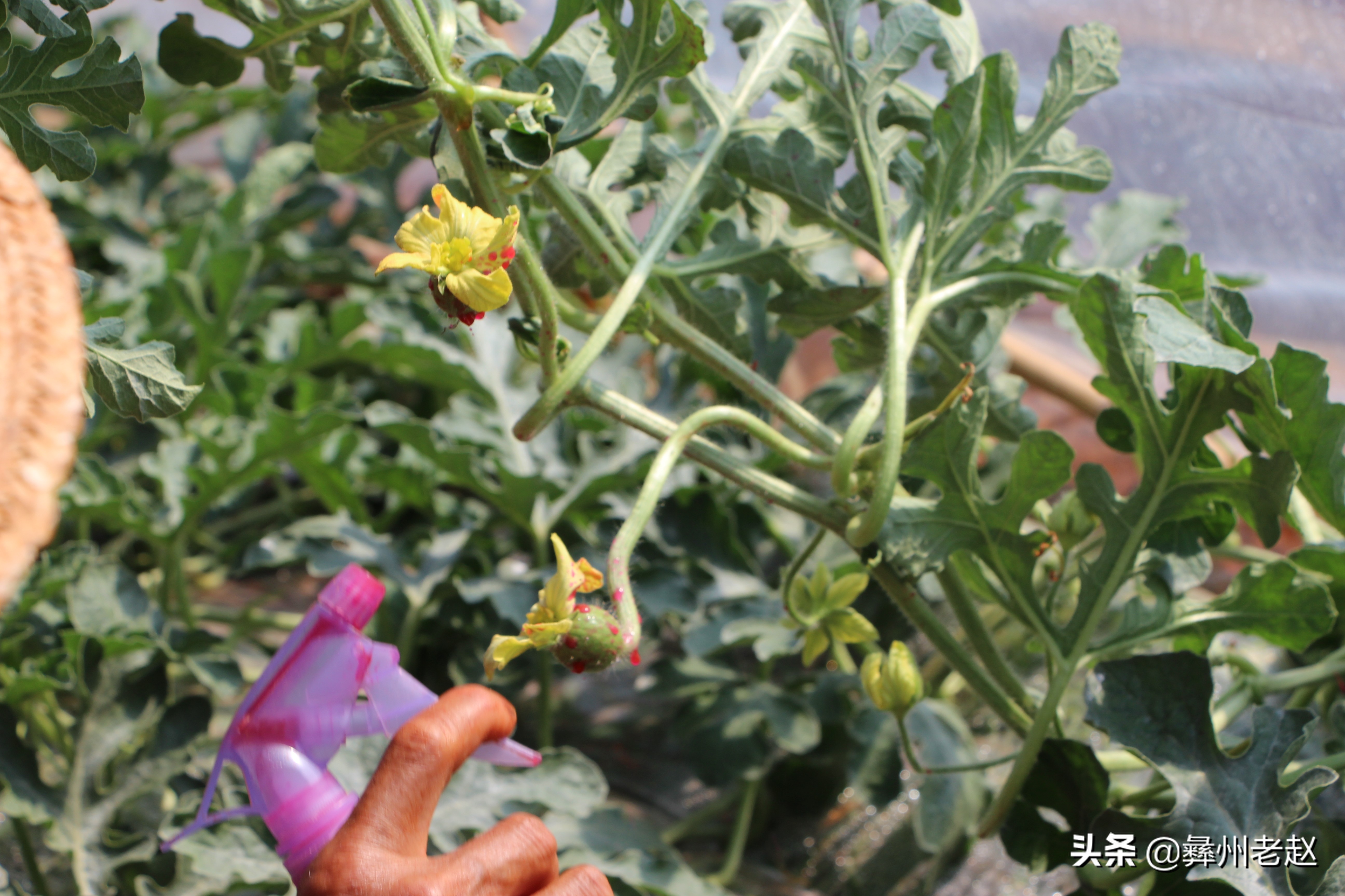 头茬西瓜留瓜的正确方法,西瓜怎样留瓜产量高