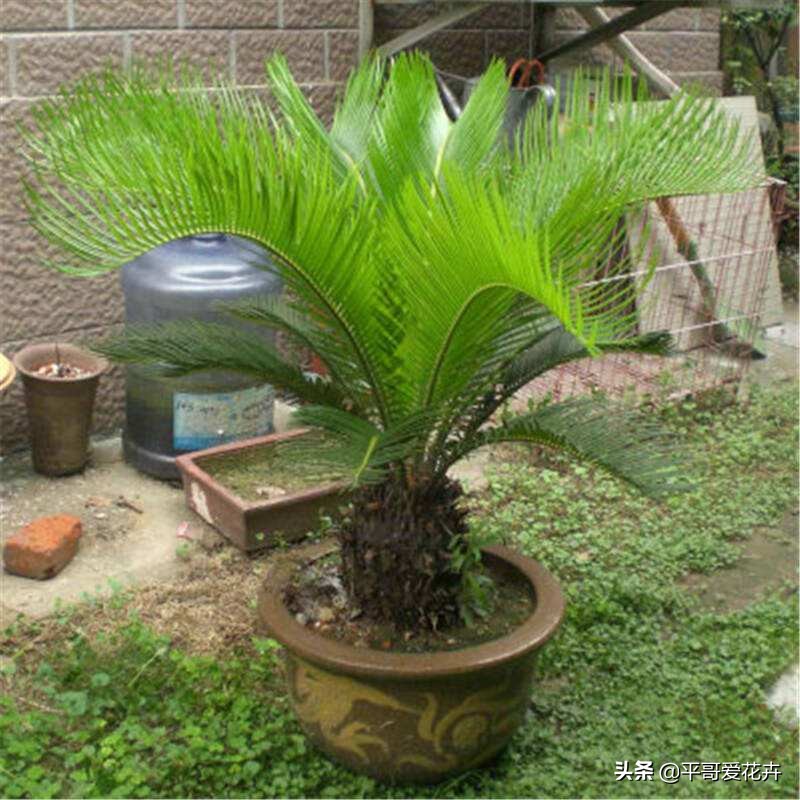 铁树叶子发黄干枯小妙招,红铁树叶子尖发黄怎么办