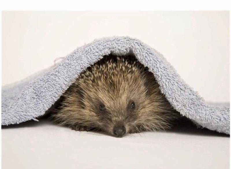 想要养好宠物刺猬，应当关注这些方面就行了