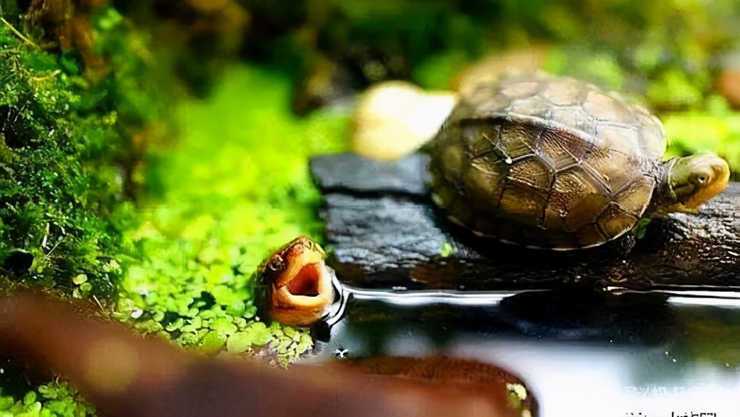 养龟如何把绿水养得好而且还不臭,养龟的绿水需要什么条件