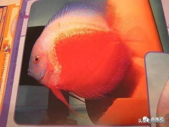 七彩神仙最好看的品种,七彩神仙多大分品种