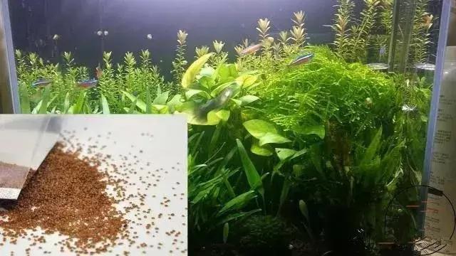 家居养花骗局有哪些案例,水池养鱼骗局揭秘视频