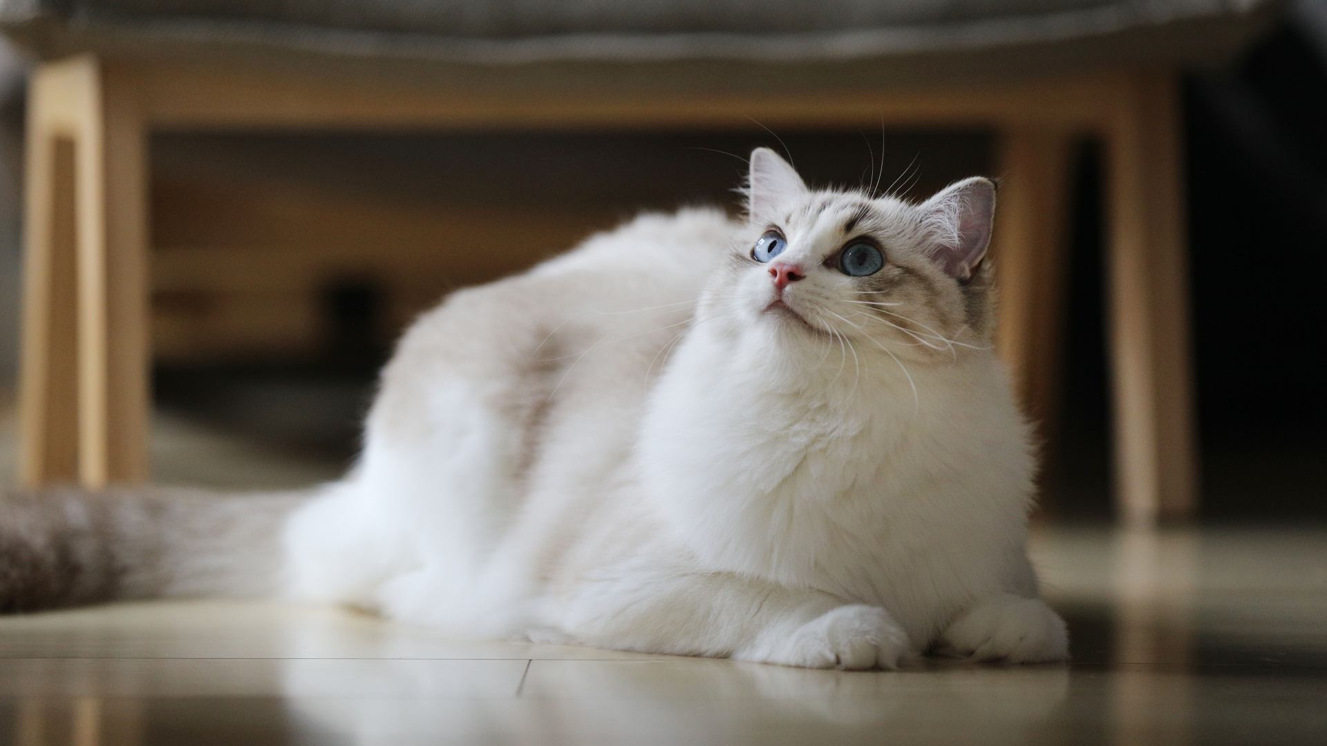 网上买宠物猫靠不靠谱,猫咪套路猫奴的方法