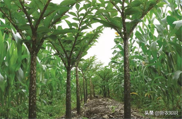 怎样种植魔芋高产,魔芋的种植技术是什么