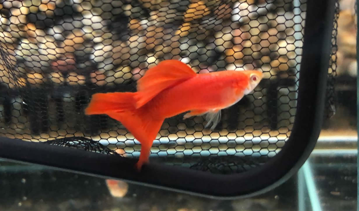 孔雀鱼有血病怎么治,孔雀鱼内出血能自愈吗