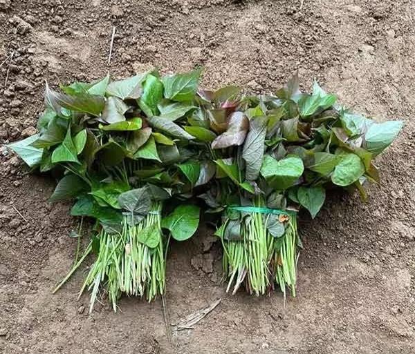 用红薯种出红薯叶,红薯叶红薯茎