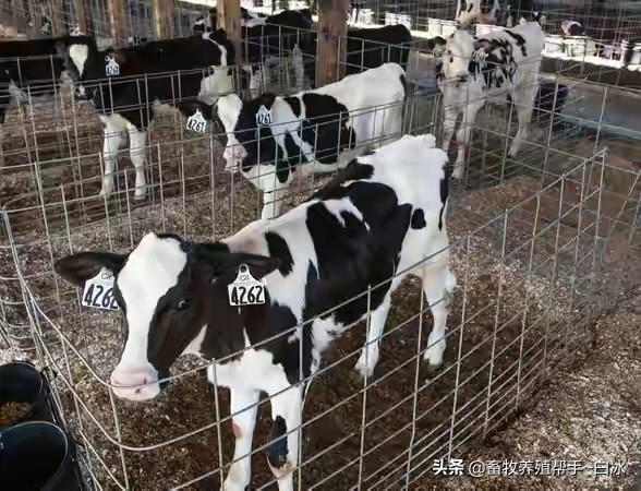 肉牛瘤胃酸中毒怎么治疗,牛羊酸中毒的症状和预防