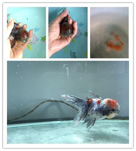 狮子头金鱼头太大怎么办,狮子头金鱼头有点发黑怎么办