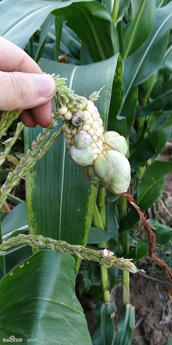 玉米为何出现“两性穗”，主要原因有哪些？该如何有效防治？