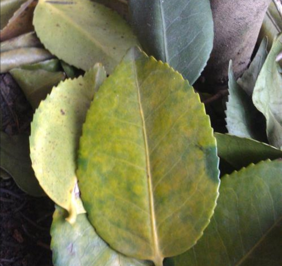 茶花开败了怎么管理,茶花几月份病虫最严重