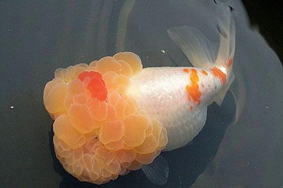 狮子头金鱼头太大怎么办,狮子头金鱼头有点发黑怎么办