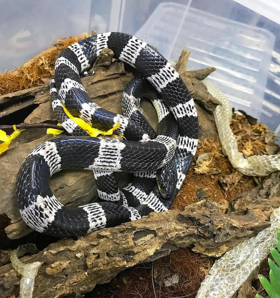 湖南七旬老人被毒蛇咬伤！抗蛇毒血清为什么这么少？