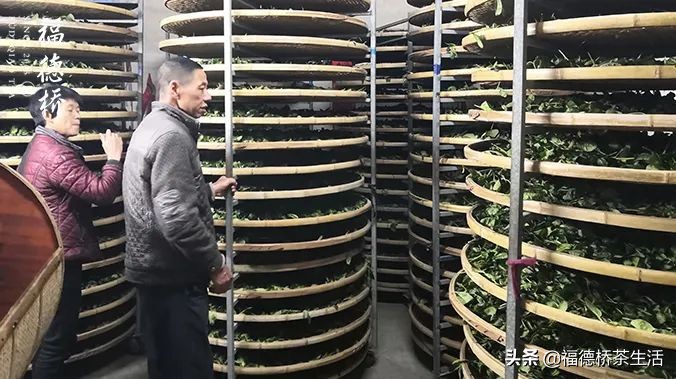 永春佛手春茶,永春佛手茶叶产区