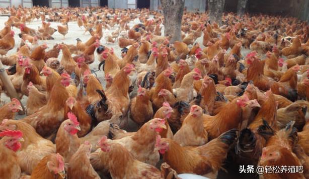 鸡嗉囊水肿怎么快速消肿,鸡嗉囊肿大怎么办