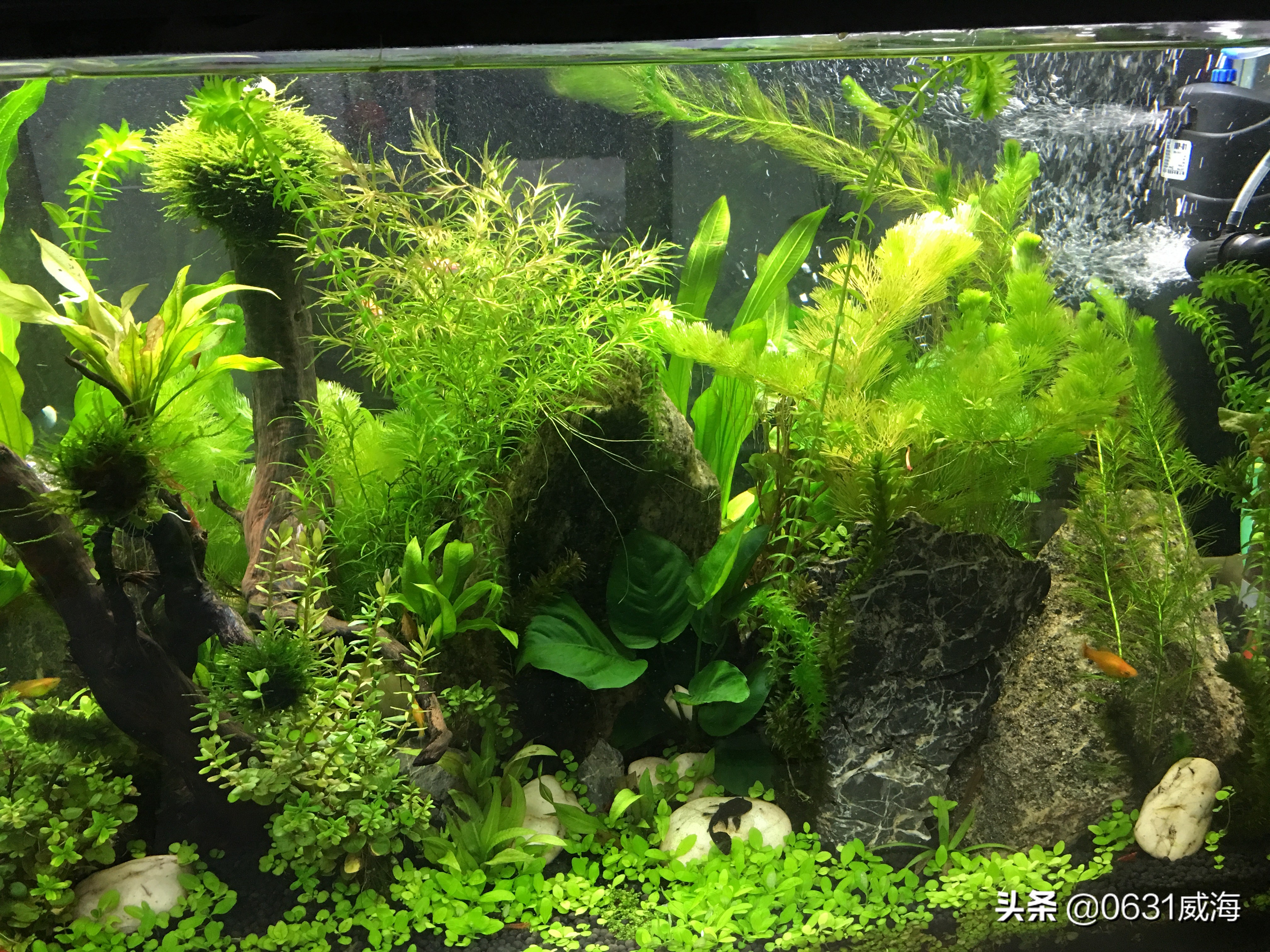 鱼缸水有油膜怎么处理才能干净,鱼缸油膜不花钱处理