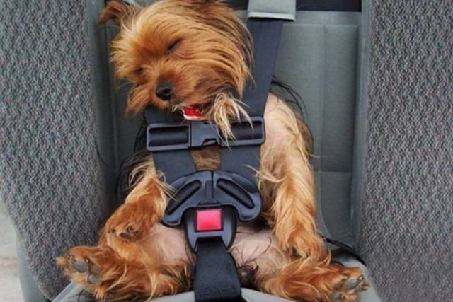 寄养狗狗怎么携带狗粮,狗狗寄养方法及关注事项