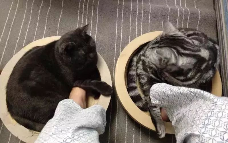 南方养猫跟北方养猫什么区别,北方养猫为什么比南方好