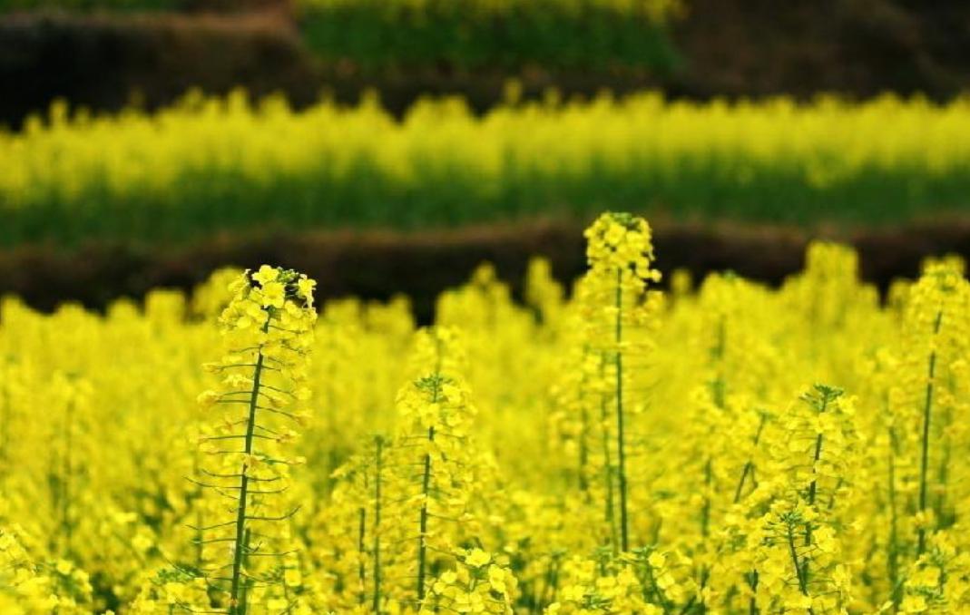 关于菜花香气的诗词,关于菜花的诗句