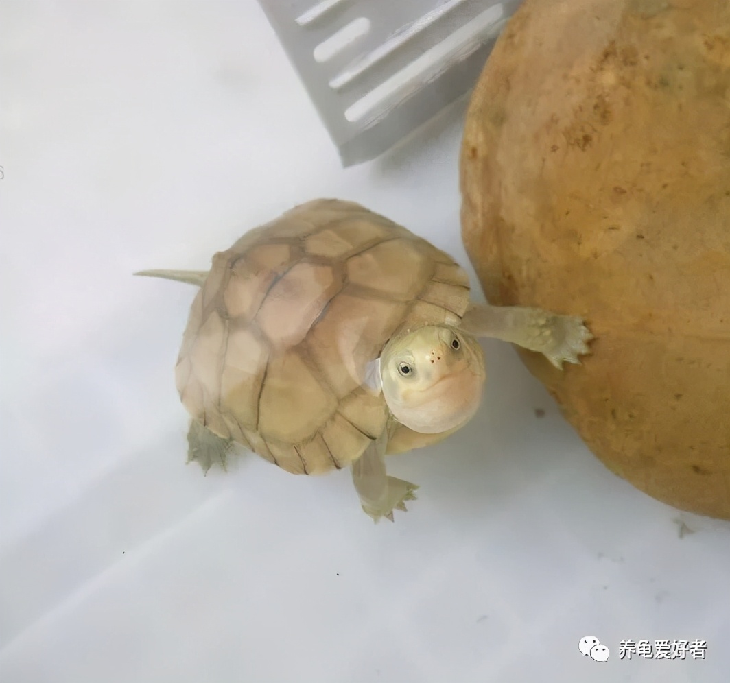 乌龟腐皮怎么治最有效果,乌龟如何预防腐皮