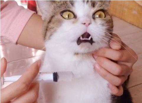 猫咪不吃药吃的药都吐出来怎么办,猫生病给猫喂很多药要关注什么