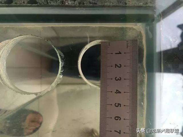 垃圾桶旁边的四方鱼缸，捡回去养了一缸金鱼，别说还挺不错