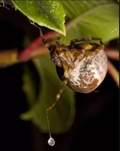 蜘蛛给人们的印象,蜘蛛印象出场