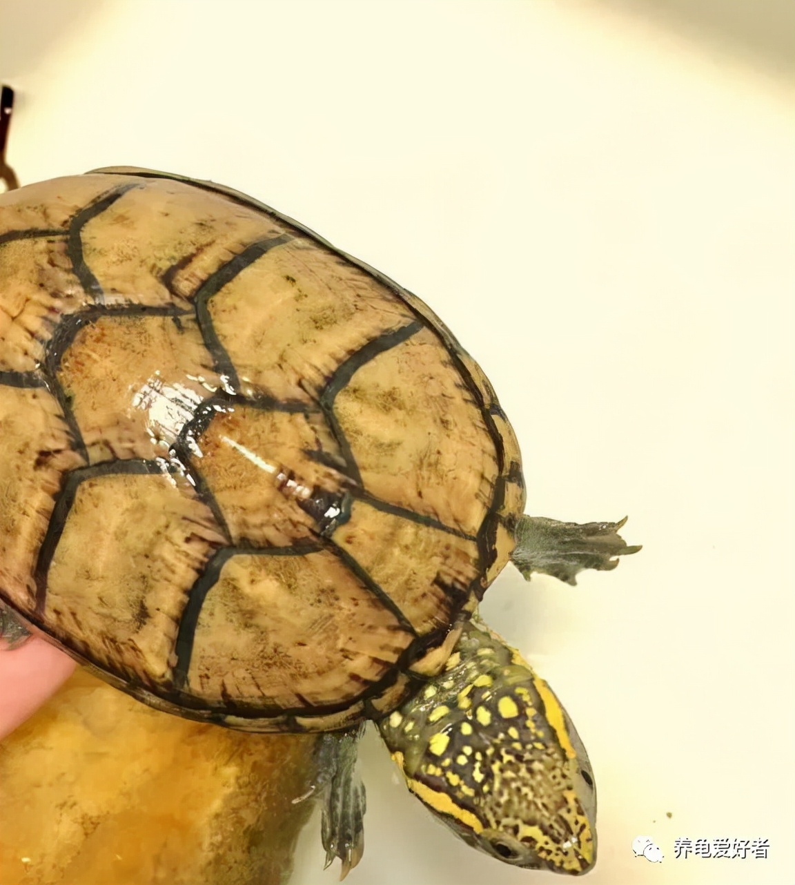 给龟换了水龟怎么老想往外爬,刚给龟换完水能喂食吗