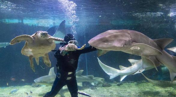 小梅沙海洋世界套票2021,小梅沙海洋世界门票