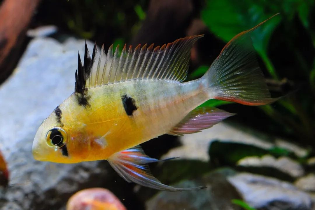 新鱼缸放鱼后水质非常浑浊,鱼缸加了益生菌后水质发白浑浊