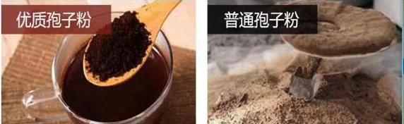 买灵芝孢子粉吃,买灵芝需要关注什么