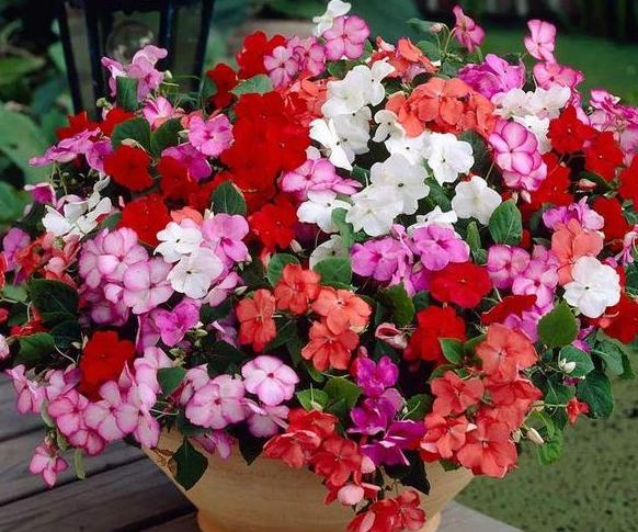 盆栽凤仙花好养,凤仙花怎么养盆栽