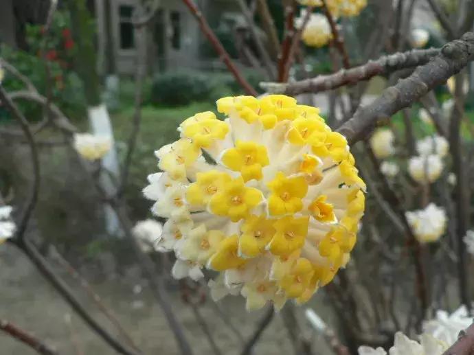 百花图谱大全100幅,工笔百花图谱100种