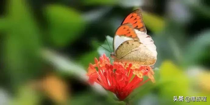 只要19.9元！3000+昆虫萌宠来袭！首届昆虫萌宠主题沉浸展空降武汉
