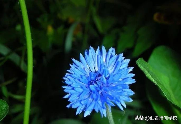 花艺十六种手法,流行花艺简单教学