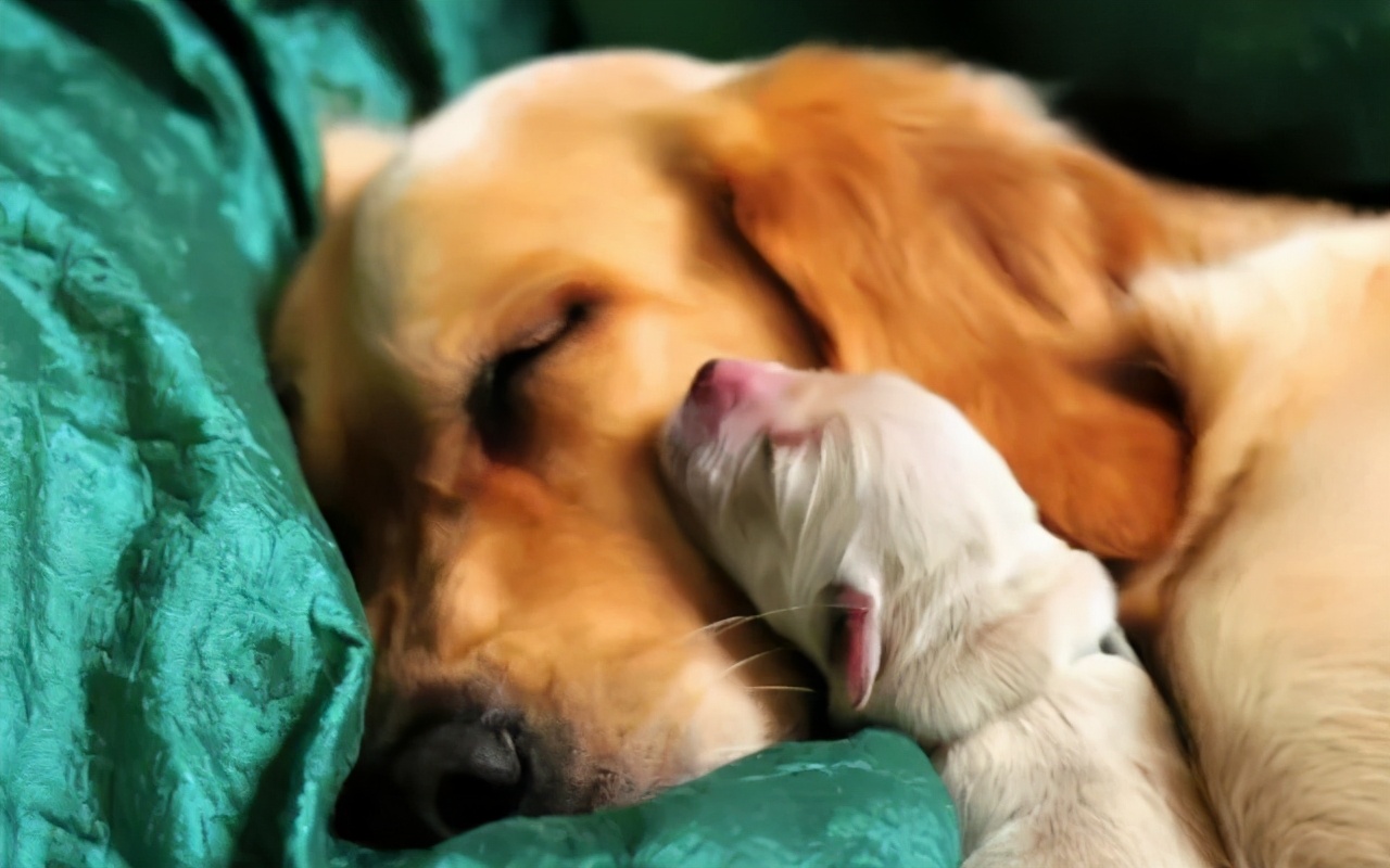 主人救了一只小狗,狗狗怀孕但是它有奶是不是难产