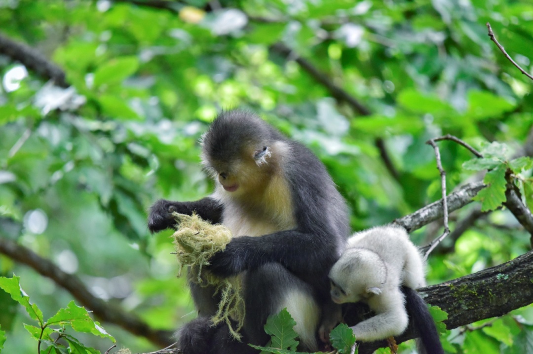 一个云南人如何成为最多产的“西方”博物学家？