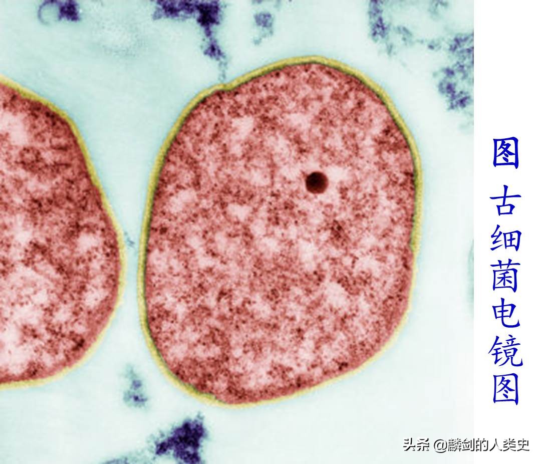 地球有多少种生物群系,地球生物都是由单细胞进化来的吗