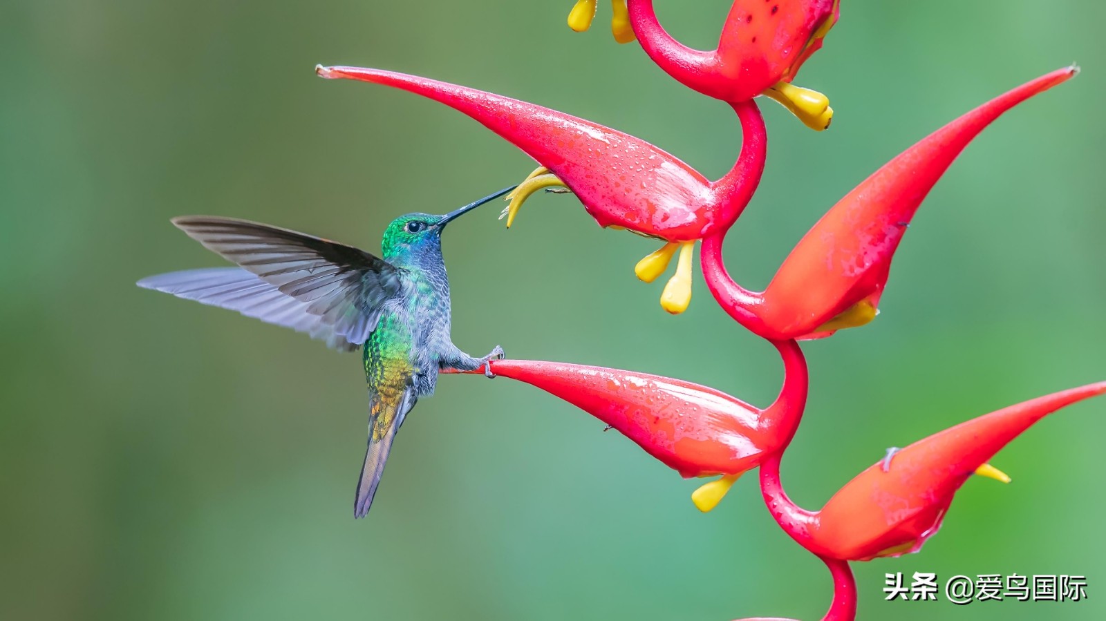 鸟类欣赏,鸟类观鸟图片