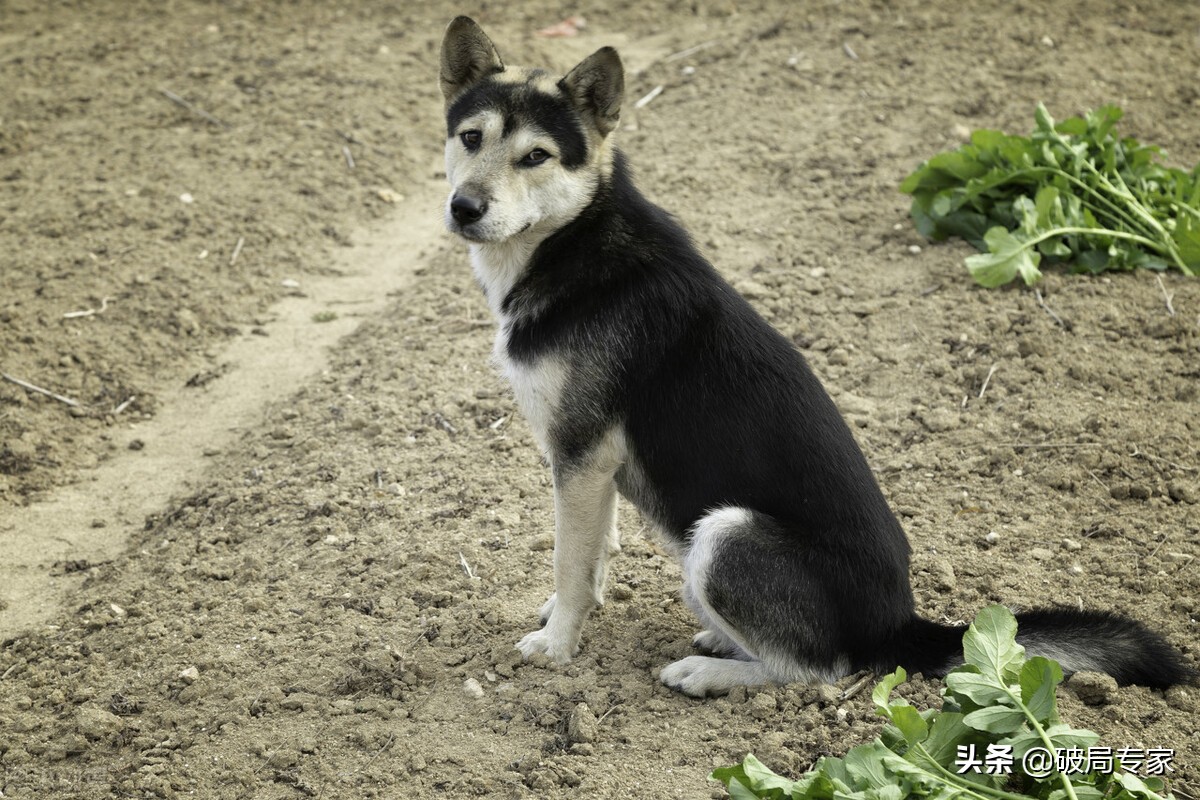 养土狗能挣钱吗要关注什么,养殖土狗需要办什么手续