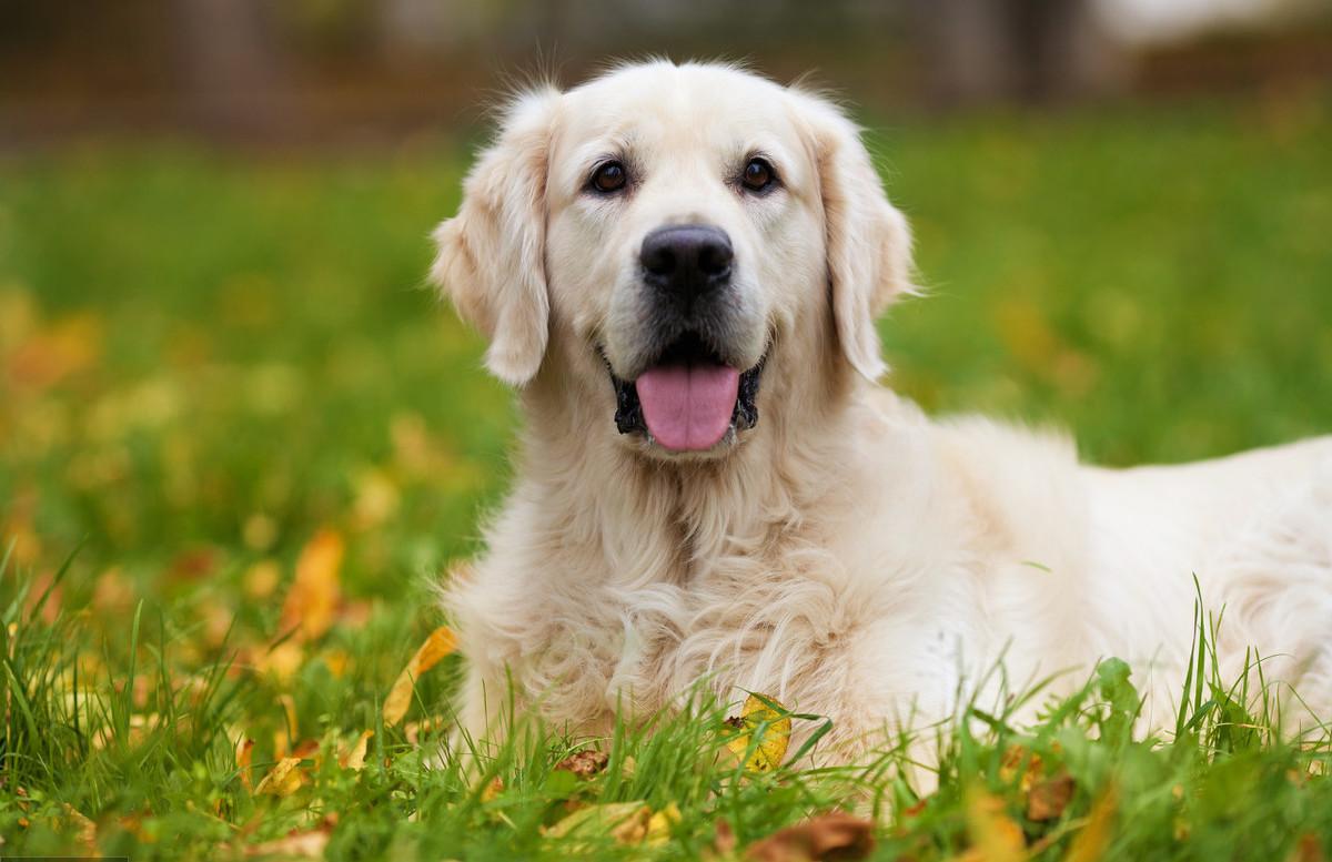 金毛比较温顺,金毛温顺嘛