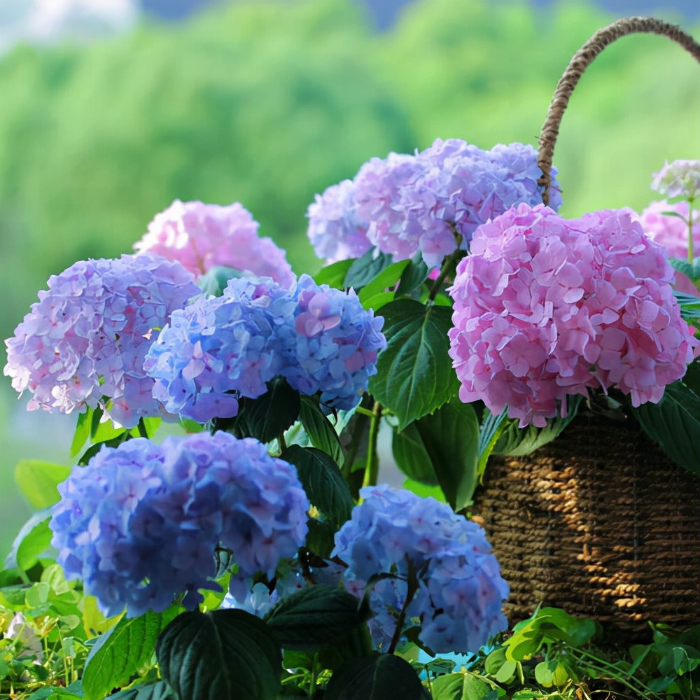 种无尽夏绣球,无尽夏绣球花苗怎么养