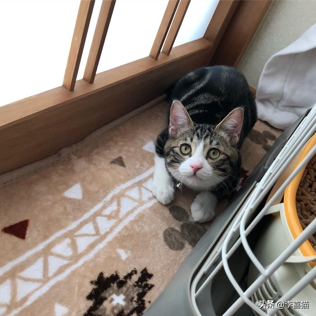 怎么判断猫妈妈还会不会养小猫,猫妈妈抛弃小猫的原因