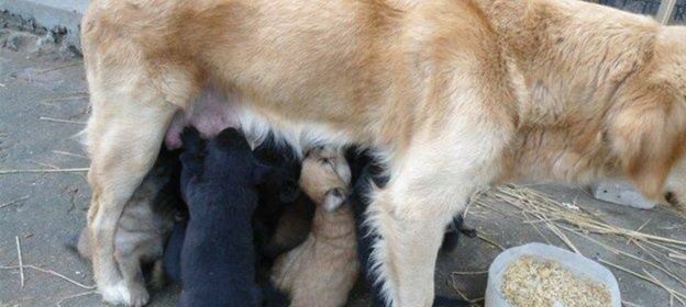 养土狗有什么好处,中华田园犬小奶狗好养吗