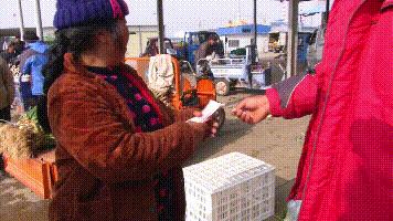 西兰花收购价,西蓝花从定值到采收需要多少天