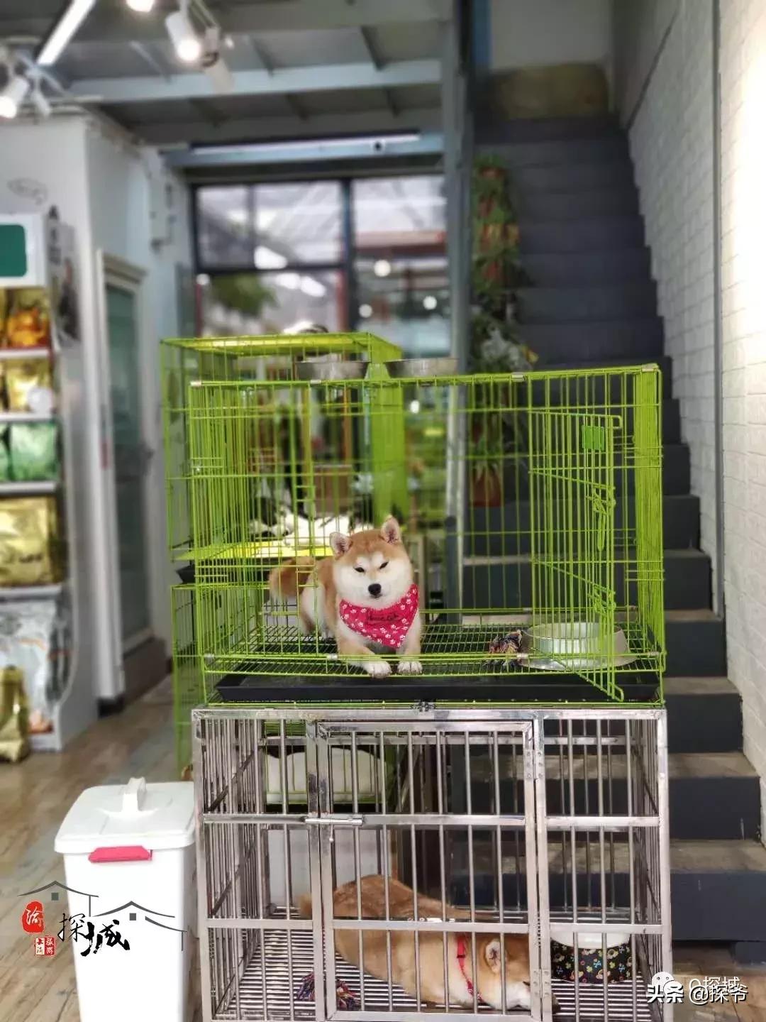 适合遛娃的地方重庆绿色星球,重庆150米神秘花园