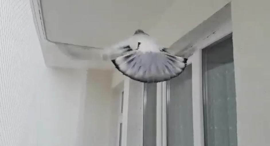 同窝鸽子相差太大怎么办,同窝鸽子大的好还是小的好